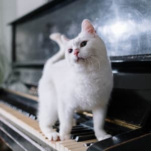 Harmony with Hounds: Music For Peaceful Pets - Astral Noise