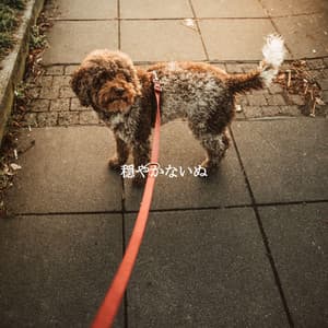 穏やかないぬ - Bossa Lounge Deluxe