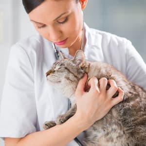 Calm Cat Cadence: Ambient Music for Feline Bliss - Ambient Music Bliss