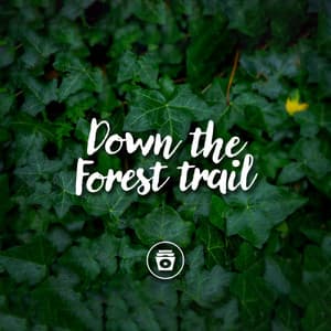 Down The Forest Trail - Rain Sounds Nature Collection