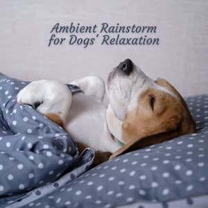Ambient Rainstorm for Dogs' Relaxation - HD Rain and Water