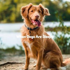 When Dogs Are Sleepy - Music for Sleeping Puppies