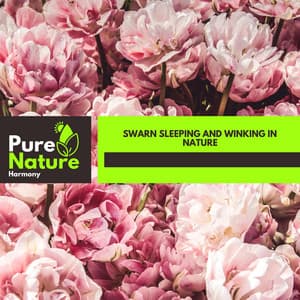 Swarn Sleeping and Winking in Nature - Nature Field Recordings