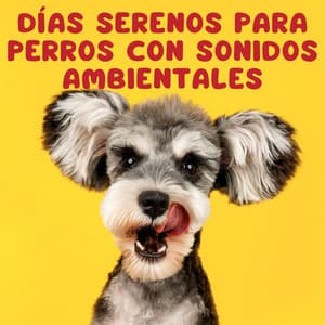Días Serenos Para Perros Con Sonidos Ambientales - Música para piano