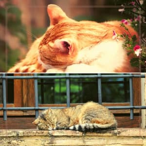 Romantic Backdrop for Peaceful Times with Cat - Cat Music Therapy
