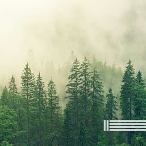 Birds In The Forest Natural Sounds - Birds In The Forest