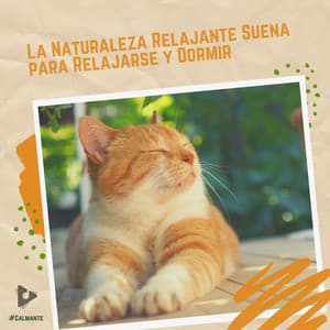 La Naturaleza Relajante Suena para Relajarse y Dormir - #Calmante