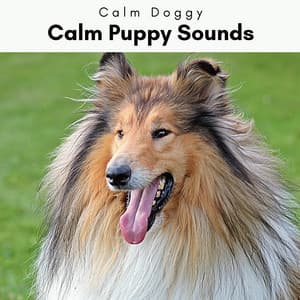 1 Calm Puppy Sounds - Calm Doggy