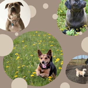 Guitar Chill Out - Background Music for Sleepy Puppy - Chill My Pooch