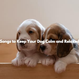 Songs to Keep Your Dog Calm and Relaxed - Relaxing Music for Dogs