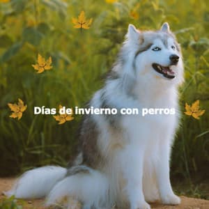 Días de invierno con perros - Cafe Music Japan