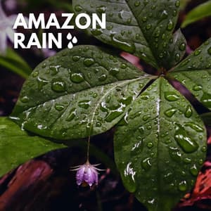 Amazon Rain - Weather Sounds