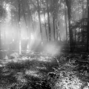 100 Natural Ambiences: Calmness In The Trees - Nature Sound Collection