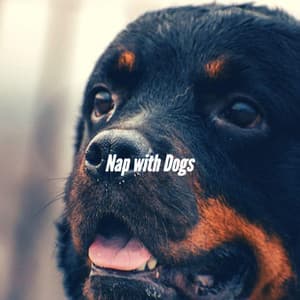 Nap with Dogs - Relaxing Dogs