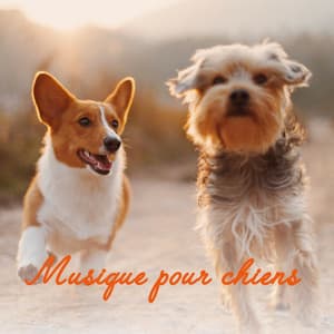 Musique pour chiens - Technique de relaxation con sons naturels, piano, des oiseaux, bruit de l eau, meditation and relaxation - Chiens relaxation profonde