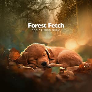 Forest Fetch - Dog Calming Music