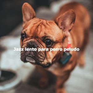 Jazz lento para perro peludo - Relax My Dog Music