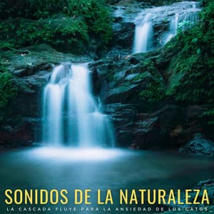 Sonidos De La Naturaleza: La Cascada Fluye Para La Ansiedad De Los Gatos - Aguas Naturales