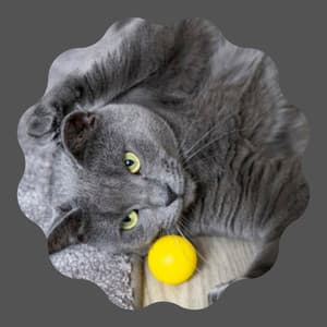 Music for Happy Cat - Trumpet and Alto Sax - Calming Music for Cats