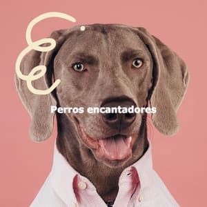 Perros encantadores - Jazz & Study Playlist