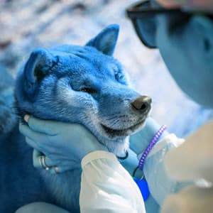 Ambiance for Amusing Doggy Time - Doggy Relaxing Sounds