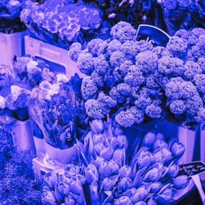 Guitar Trio - Background for Thoughtful Time - Música Alegre para Bares