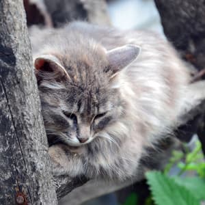 Paws and Waterfall: Music for Cats - A Sound Healer