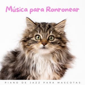 Música Para Ronronear: Piano De Jazz Para Mascotas - Relajante Jazz Instrumental Café