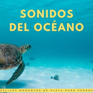 Sonidos Del Océano: Felices Momentos De Playa Para Perros - Resplandor de las olas del océano