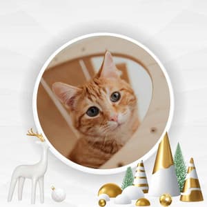 Pet Cats - Background Music - Calm Cat Music