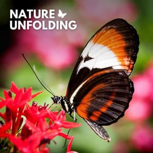 Nature Unfolding - Cricket Sounds