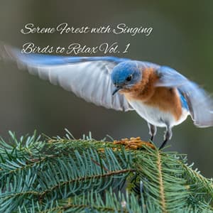 Serene Forest with Singing Birds to Relax Vol. 1 - The Nature Soundscapes