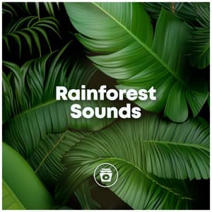 Rainforest Sounds - ASMR Earth
