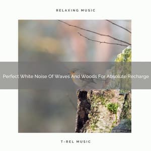 Perfect White Noise Of Waves And Woods For Absolute Recharge - The Noise Project