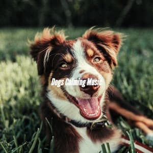 Dogs Calming Music - Musica para Perros