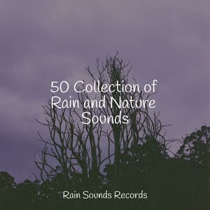 50 Collection of Rain and Nature Sounds - Nature Sounds