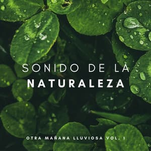 Sonido De La Naturaleza: Otra Mañana Lluviosa Vol. 1 - Agua Del Mar