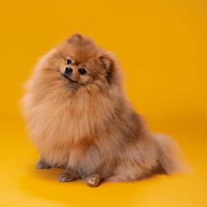 Feelings for Puppy Memory - Relax My Puppy