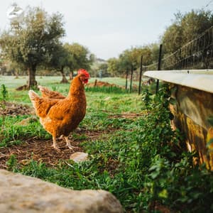 Morning Symphony Of The Singing Birds In The Countryside - Zambezi Sounds