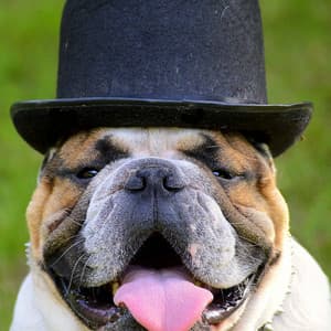 Hypnotic Background for Dog Memories - Doggy Music Radio