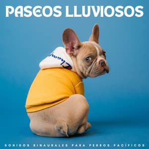 Paseos Lluviosos: Sonidos Binaurales Para Perros Pacíficos - Relajantes sonidos de lluvia