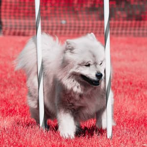 Backdrop for Wonderful Doggies - Happy Calm Jazz for Dogs