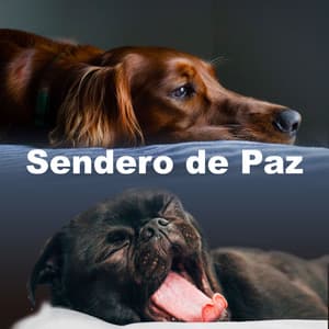 Sendero de Paz - Konzentrationsmusik für die Arbeit