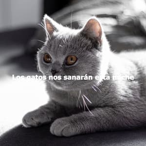 Los gatos nos sanarán esta noche - Cafe Music Japan