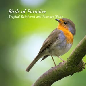 Birds of Paradise: Tropical Rainforest and Plumage Waltz - Rain Radiance