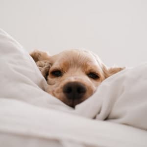 Piano Serenades: Serene Tunes for Dogs - Granular Soundscape
