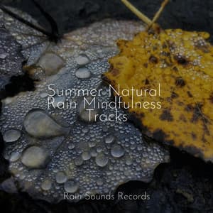 Summer Natural Rain Mindfulness Tracks - Pro Sound Effects Library