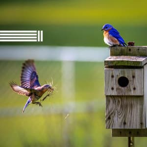 Vogelgeräusche - Vogelstimmen Welt