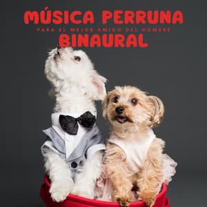 Música Perruna Binaural Para El Mejor Amigo Del Hombre - Serenidad Academy