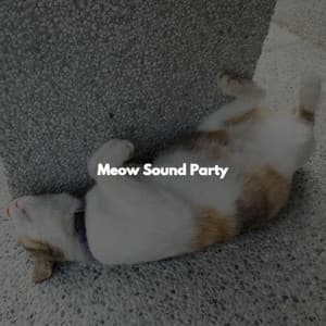 Meow Sound Party - Acoustic Study Music Beats